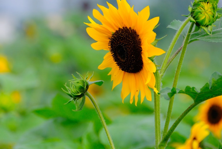 1629961992263954.jpg 萬(wàn)壽菊3.jpg