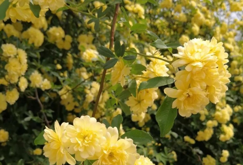 1629962022508180.jpg 萬(wàn)壽菊2.jpg