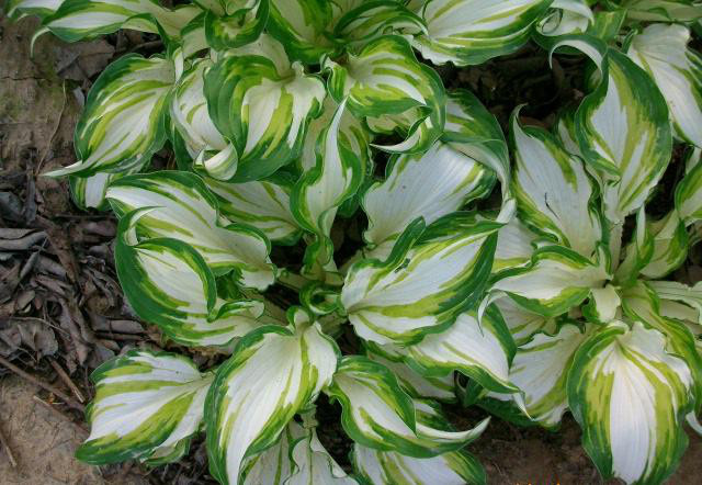 1629976242826330.jpg 1629976242826330.jpg