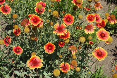 1629978547685534.jpg 1629978547685534.jpg