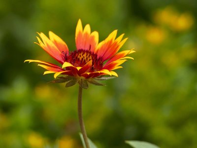 1629978570736467.jpg 1629978570736467.jpg