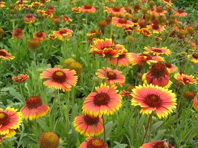 1629978613744022.jpg 1629978613744022.jpg