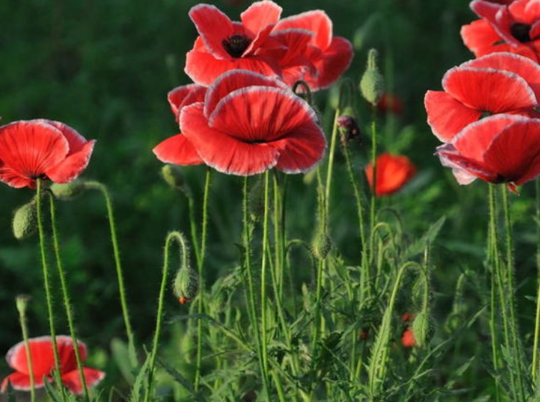 1630049756569924.jpg 虞美人3.jpg