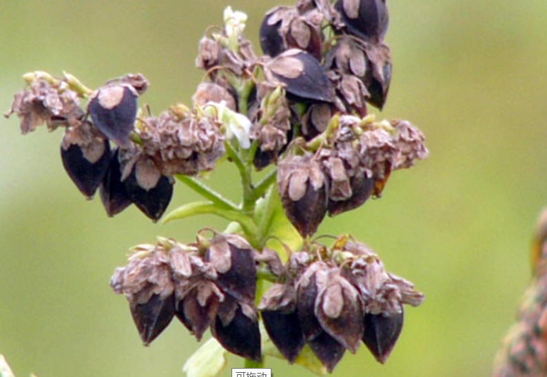 1630050552975703.jpg 蕎麥3.jpg