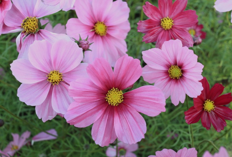 1630052956235309.jpg 波斯菊.jpg