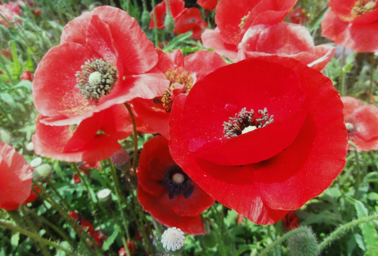 1630052974710520.jpg 虞美人.jpg