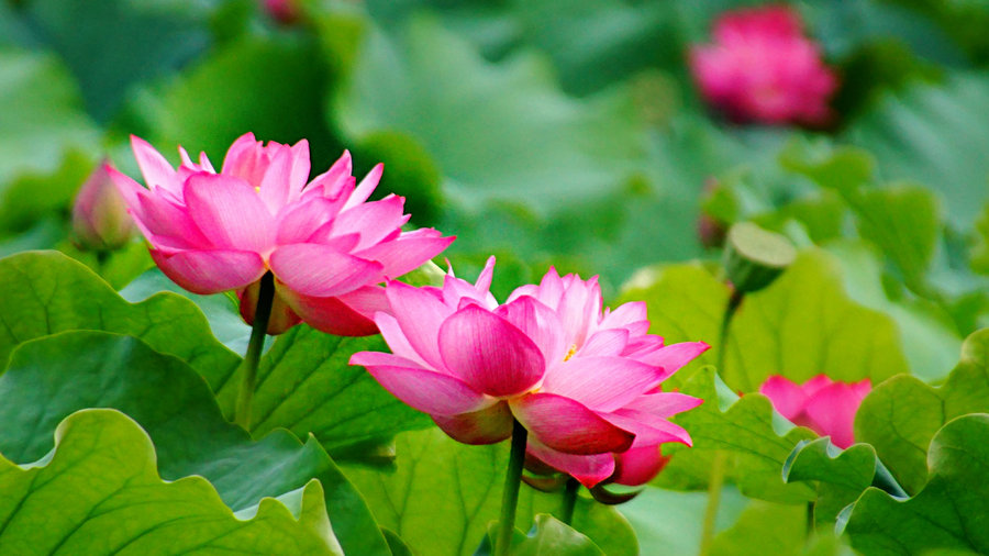 1630056141659056.jpg 1630056141659056.jpg