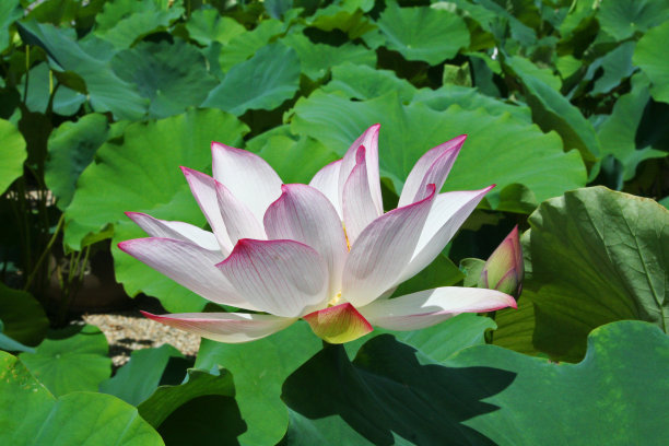 1630057151534575.jpg 309bf316d809e5804ce69352af4b7c8e_t0121ff6c935fed813b.jpg