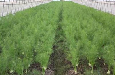 1630059685329477.jpg 1630059685329477.jpg