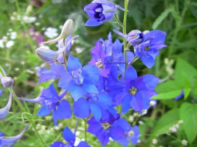 飛燕草的生活習(xí)慣和播種方法