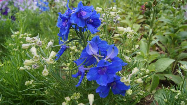 飛燕草的生活習(xí)慣和播種方法