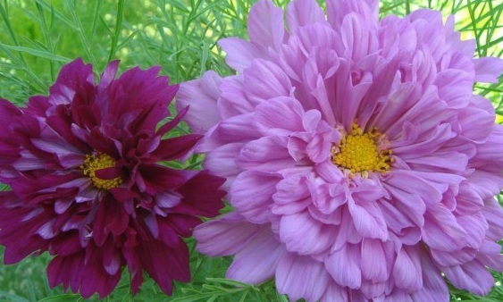 1630066925568487.jpg J201C~)N64QFZG1U{Y~_672.jpg