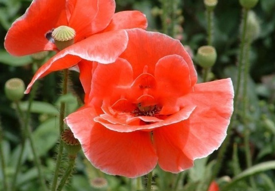 1630067341725477.jpg BXKJQZHE}}JAM_(~2VV989J.jpg