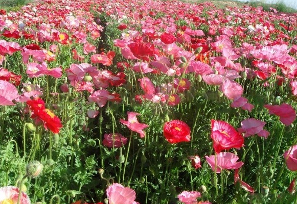 1630067351828783.jpg 6GE40YV2Z(4I9$OHDE[OC%M.jpg