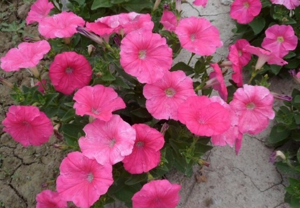 1630067459465709.jpg `XI)C9OXE{HP$TX6Z}7XQ16.jpg