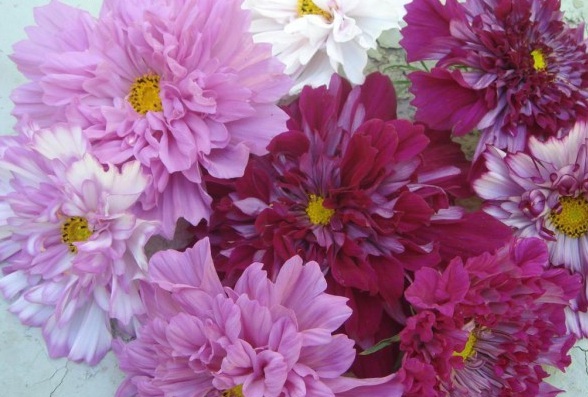 1630067640886403.jpg )SBHKG@ML@@QXD42_3P_28O.jpg