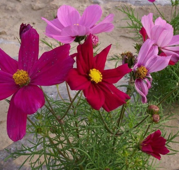 1630067745138643.jpg _)Y93{DL}KMHRKC0)QOMF1V.jpg