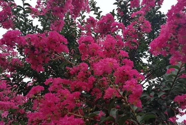 1630068547380770.jpg IWP606JCYU%Y4KPW_G{O%2Q.jpg