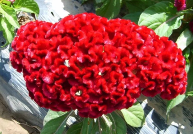 1630068871178219.jpg 1630068871178219.jpg