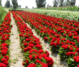 1630068881614982.jpg 1630068881614982.jpg