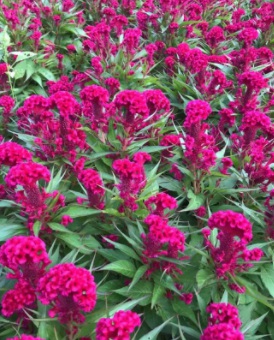 1630068893842787.jpg 1630068893842787.jpg