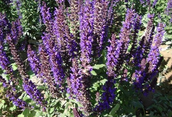 1630069345275390.jpg S1BJ{A8}RGV9@2MC@4@B1GN.jpg