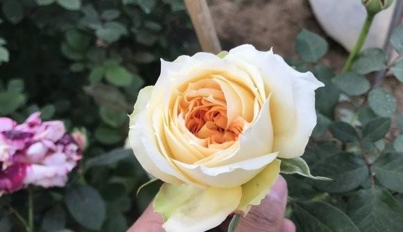 1630070097828957.jpg W0J9KMI(IBV)`BG5I2D[E82.jpg