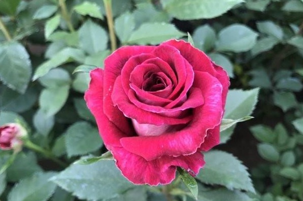 1630070117753949.jpg 01UY_J(H$NORLLEB~0MX3V6.jpg