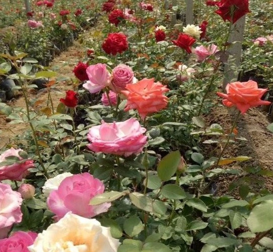 1630070406323999.jpg B{8W9G~3_[@~MV3D4[PNK~F.jpg