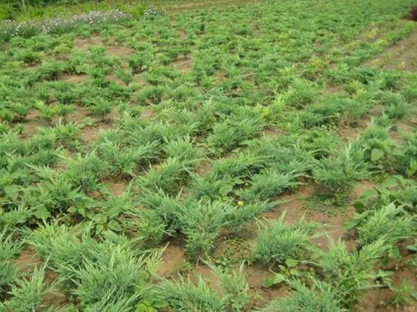 1630071103297030.jpg 1630071103297030.jpg