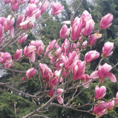 1630073129270578.jpg 1630073129270578.jpg