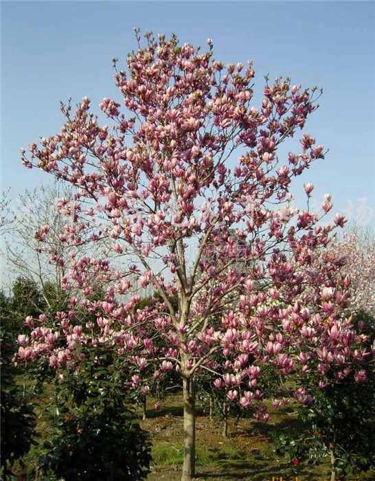 1630073130501251.jpg 1630073130501251.jpg