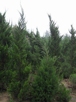 1630075318529478.jpg 1630075318529478.jpg