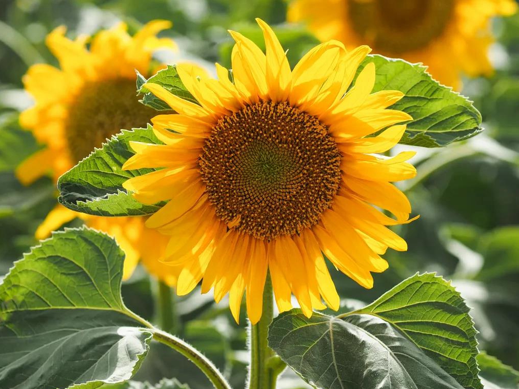 1589968790944680.jpg 微信圖片_20200520175159.jpg