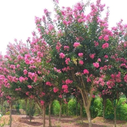 1630076165644761.jpg 1630076165644761.jpg