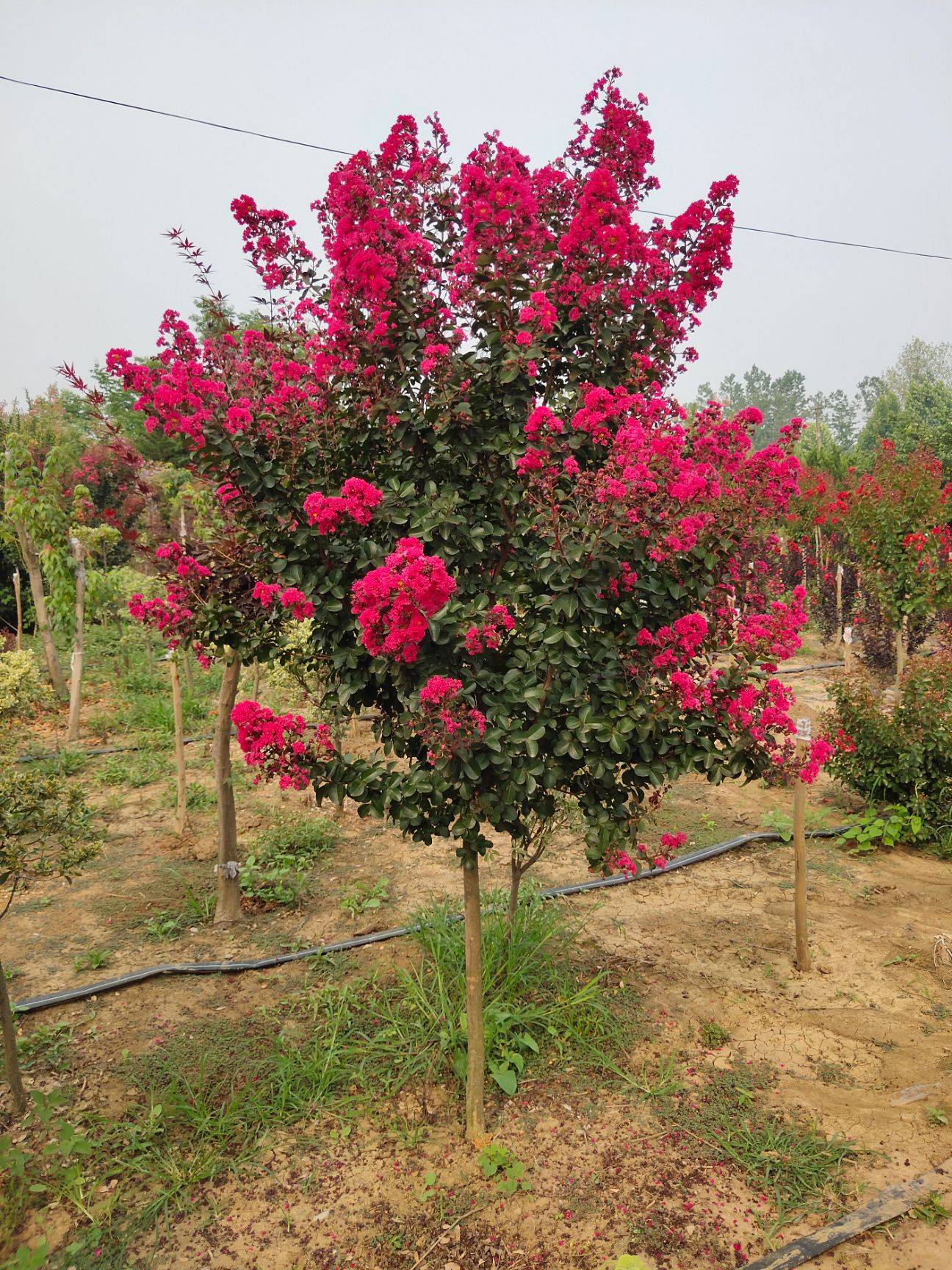 1630076165725192.jpeg 1630076165725192.jpeg