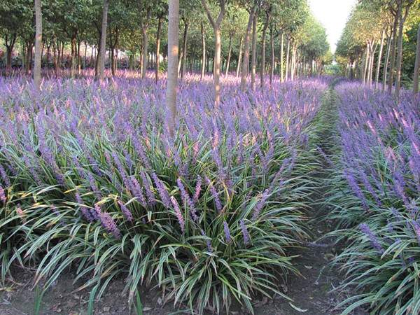 1630076979819661.jpg 1630076979819661.jpg