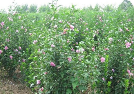 1630115750405672.jpg image.jpg