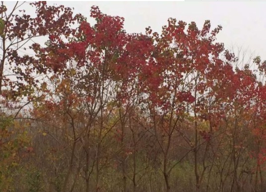 1630116030239452.jpg image.jpg