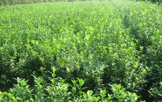 1630116508946633.jpg image.jpg