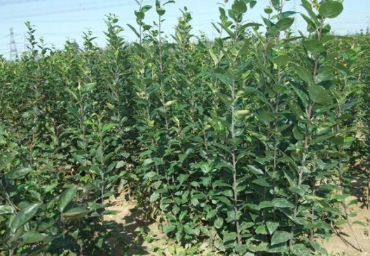 1630116597144168.jpg image.jpg