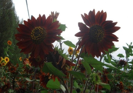 1630117801421032.jpg image.jpg