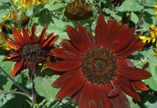 1630117812744705.jpg image.jpg