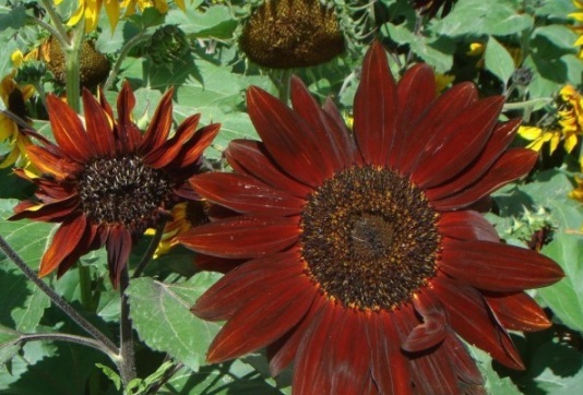 1630122696530028.jpg image.jpg