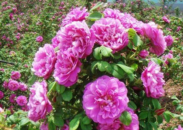 1630122992555059.jpg image.jpg