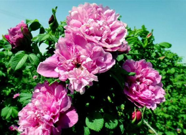 1630123014919871.jpg image.jpg