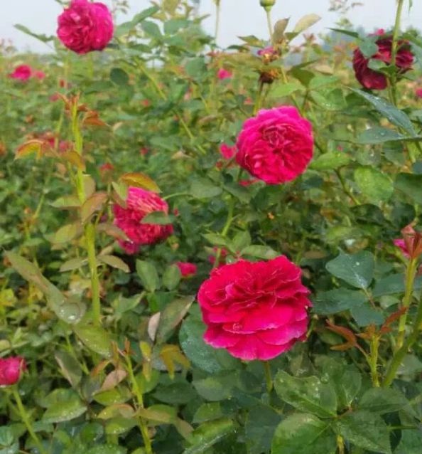 1630123350161137.jpg image.jpg