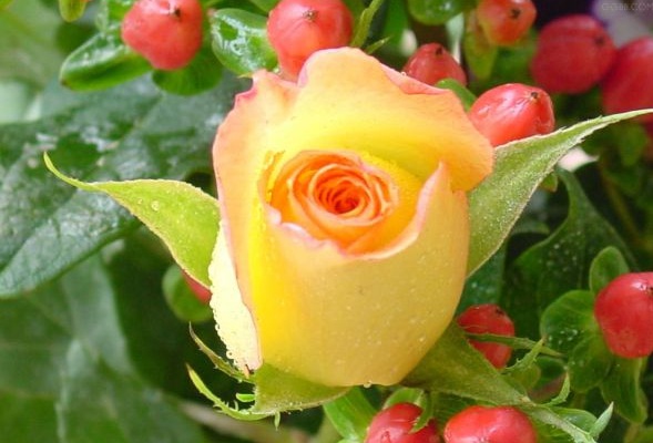 1630123459379122.jpg image.jpg