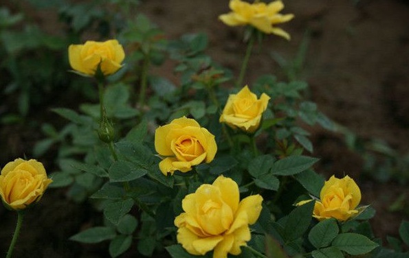 1630123469382335.jpg image.jpg