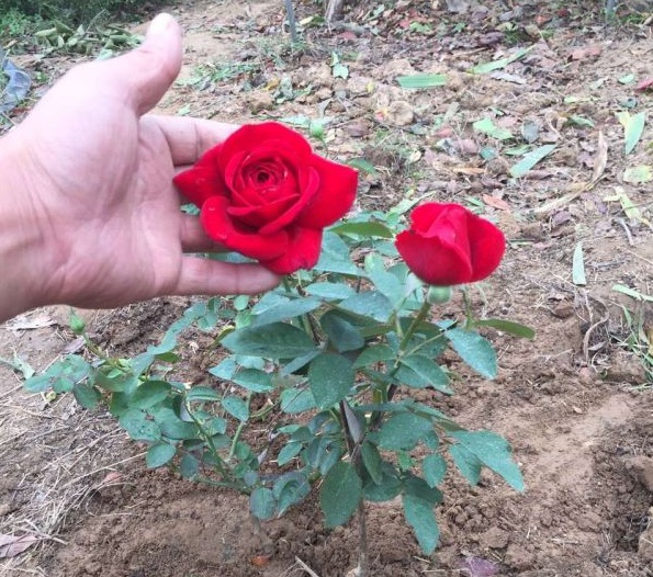 1630123611346790.jpg image.jpg